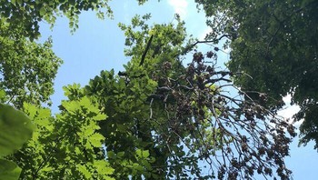 Pohon melayang ini bukan di film Minecraft live action ya. Foto: (Bored Panda).