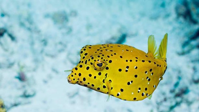 Andaman Sea, Thailand