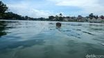 Intip Keceriaan Anak-anak Berenang di Situ Citayam Depok