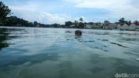 Tak takut akan tenggelam, mereka justru asyik berenang di Situ tersebut.