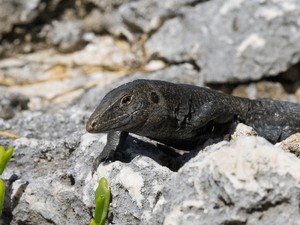 Sempat Terancam Punah, Reptil Langka di Pulau Ini Populasinya Meningkat Pesat