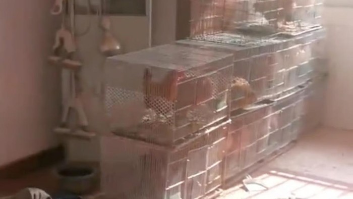 Kondisi dalam rumah yang dipakai jadi peternakan ayam