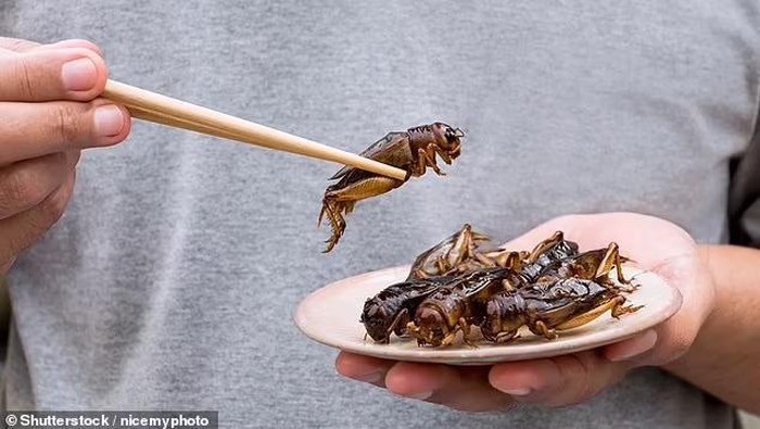 Makan Belalang Terbukti Bikin Gairah Seksual Pria Makin Kuat