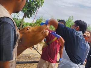 Kasus PMK Melonjak, Pasar Hewan di Wonogiri Ditutup Sampai 9 Januari
