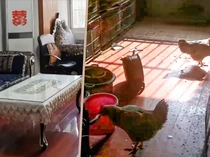 Viral Apartemen Dipakai buat Ternak Ayam, Tetangga Ngaku Sering Cium Bau Busuk