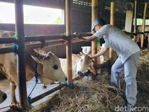 Wabah PMK Merebak, Sapi di Pasar Hewan Bantul Turun 80 Persen