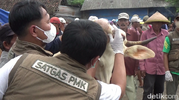 PMK Lumajang