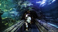 Selain bermain air, ada juga anak-anak yang memilih melihat ikan di akuarium Ancol.