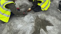Empat jejak diduga milik Cetiosaurus, yakni dinosaurus herbivora berleher panjang dan raksasa (sauropoda) yang merupakan kerabat dari Diplodocus. Sementara jejak kelima yakni milik dinosaurus theropoda karnivora Megalosaurus dengan tiga jari yang khas dengan cakar.  