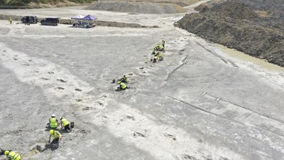 Ratusan Jejak Kaki Dinosaurus Ditemukan di Inggris