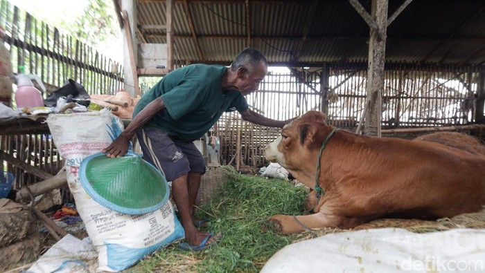 Sapi di Ponorogo