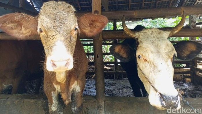 Suasana di salah satu kandang sapi milik warga di Bantul, Jumat (3/1/2025).