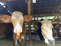 Peternak Bantul Resah Harga Jual Sapi Turun Buntut Merebak Kasus PMK
