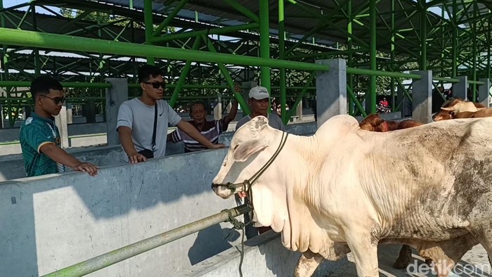 Suasana pasar hewan di Pengasih, Kulon Progo, Jumat (3/1/2025).