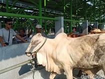 Peternak Kulon Progo Sambat Harga Sapi Anjlok hingga Rp 3 Juta gegara PMK