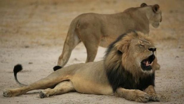 This handout picture taken on October 21, 2012 and released on July 28, 2015 by the Zimbabwe National Parks agency shows a much-loved Zimbabwean lion called 