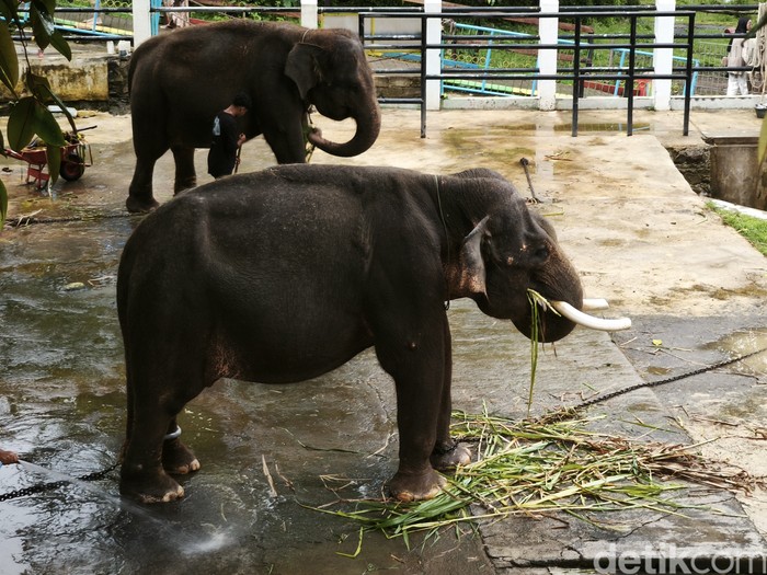 Dua ekor Gajah Sumatra koleksi Taman Satwa Waduk Gajah Mungkur, Kabupaten Wonogiri, Sabtu (4/1/2024).