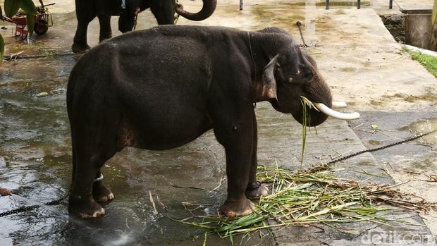 Dua ekor Gajah Sumatra koleksi Taman Satwa Waduk Gajah Mungkur, Kabupaten Wonogiri, Sabtu (4/1/2024).