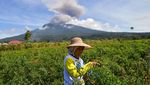 Memotret Erupsi Gunung Marapi