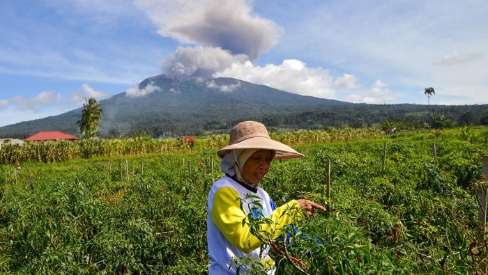 Petani memanen cabe saat Gunung Marapi erupsi di Padang Panjang, Sumatera Barat, Sabtu (4/1/2024). Pos Pengamatan Gunung Api (PGA) Marapi mencatat, erupsi gunung yang berstatus Level II (Waspada) itu berlangsung sekitar pukul 09.43 WIB dengan durasi sekitar 1 menit 40 detik dengan tinggi kolom abu teramati kurang lebih 1.000 meter di atas puncak. ANTARA FOTO/Iggoy el Fitra/Spt.