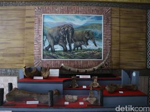 Tambah Koleksi Fosil Stegodon, Museum Patiayam Kudus Masih Gratis