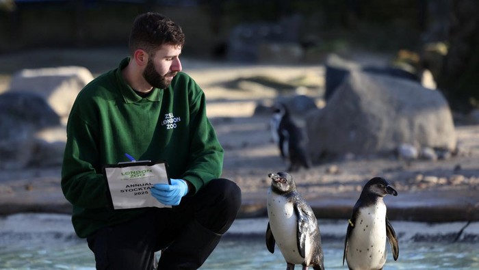A penguin stands in the cold during the annual stocktake at ZSL London Zoo in London, Britain, January 3, 2025. REUTERS/Hollie Adams