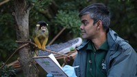 Seorang staf bereaksi saat seekor coati berhidung coklat mendekatinya saat melakukan penghitungan populasi untuk inventarisasi tahunan di Kebun Binatang London di London, Inggris, 3 Januari 2025. 