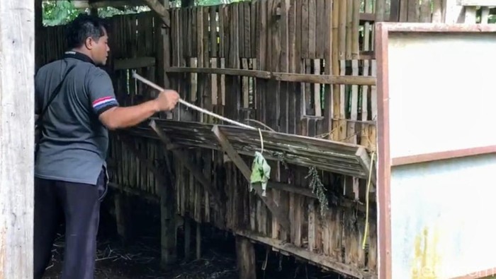 Kondisi kandang kambing yang kosong akibat kematian massal