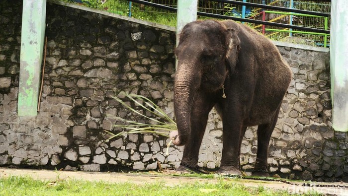 Penampakan gajah koleksi Taman Satwa Waduk Gajah Mungkur, Sabtu (4/1/2024).
