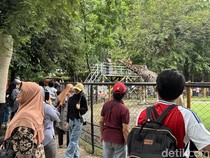 Kebun Binatang Surabaya Ubah Jam Operasional di Awal Ramadan 2025