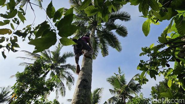 Proses menyadap nira dengan memanjat pohon kelapa di Desa Besan, Kecamatan Dawan, Klungkung, Bali. (Foto: Putu Krista/detikBali)