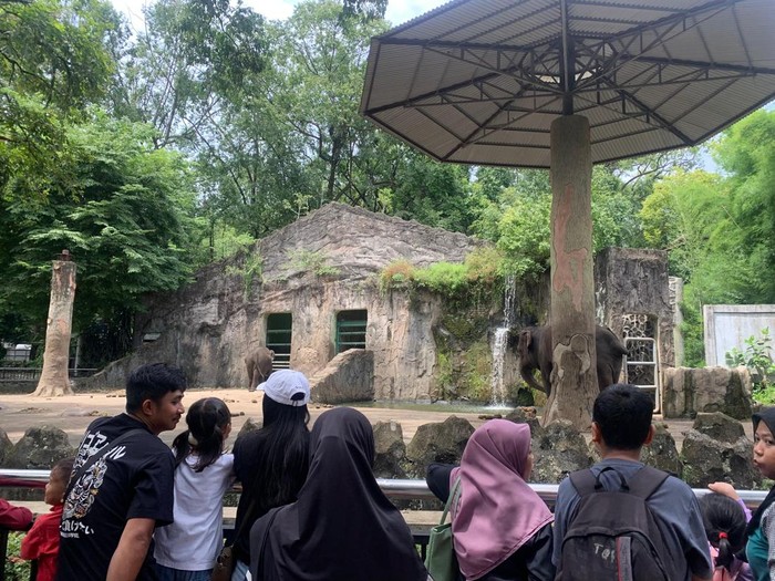 Suasana di Ragunan pada Sabtu, 4 Januari 2025 (Mulia/detikcom)