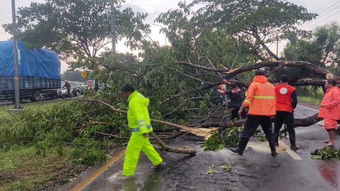Tiga Pohon Tumbang Akibat Angin Kencang, Akses Lalin Macet