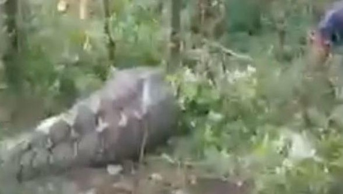 Ular piton 7 meter telan sapi milik warga. Dokumen Istimewa