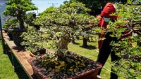 Pameran itu menampilkan berbagai tanaman bonsai. 