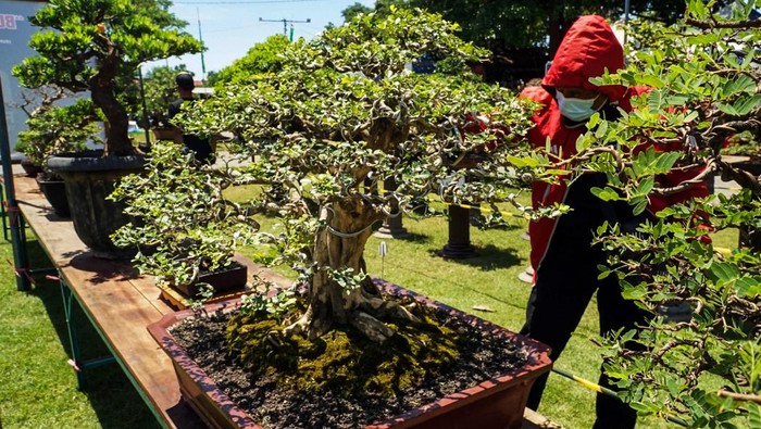 Warga melihat tanaman Bonsai budidaya yang dipamerkan dalam Pekan Jemur Bonsai Bumi di sentra wisata kuliner Mbalungkawuk, Tulungagung, Jawa Timur, Sabtu (4/1/2025). Pemerintah daerah mendorong komunitas pecinta dan perajin boinsai untuk mengembangkan Bonsai budidaya ketimbang berburu tanaman bakal Bonsai di hutan demi menjaga kelestarian lingkungan. ANTARA FOTO/Destyan Sujarwoko/agr