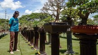 Pengunjung melihat-lihat bonsai yang dipamerkan di sentra wisata kuliner Mbalungkawuk, Tulungagung, Jawa Timur, Sabtu (4/1/2025).