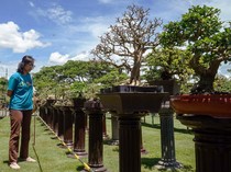 Deretan Bonsai Cantik Dipamerkan di Tulungagung