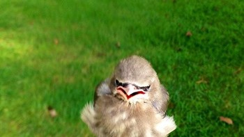 Angry bird di dunia nyata. (Foto: Boredpanda)