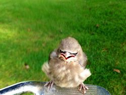 Bikin Gemas! Begini Ekspresi Hewan Ketika Sedang Marah