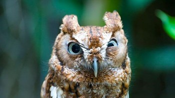 Burung hantu yang tampak senewen. Foto: Boredpanda