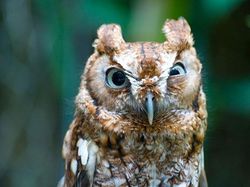 Bikin Gemas! Begini Ekspresi Hewan Ketika Sedang Marah