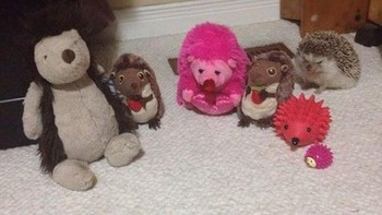 Si landak yang nggak bermain. (Foto: Boredpanda)