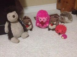 Bikin Gemas! Begini Ekspresi Hewan Ketika Sedang Marah