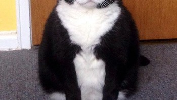 Kenapa lihat-lihat, ada yang salah? (Foto: Boredpanda)