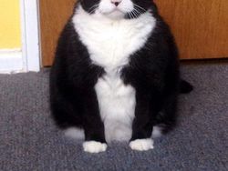 Bikin Gemas! Begini Ekspresi Hewan Ketika Sedang Marah