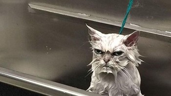 Si kucing yang setelah mandi sepertinya akan balas dendam. (Foto: Boredpanda)