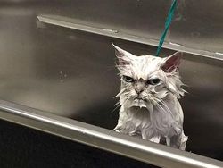 Bikin Gemas! Begini Ekspresi Hewan Ketika Sedang Marah