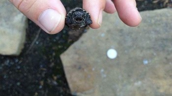 Gemas! Anak penyu pun bisa marah lho. (Foto: Boredpanda)