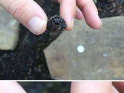 Bikin Gemas! Begini Ekspresi Hewan Ketika Sedang Marah